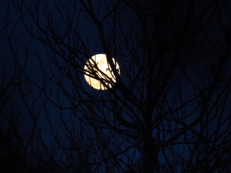 Moonlit Feast
